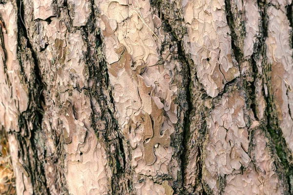 Detailed photo background of a tree bark — Stock Photo, Image