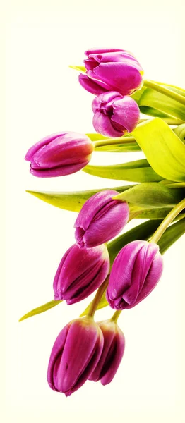Buquê de tulipas roxas em branco — Fotografia de Stock