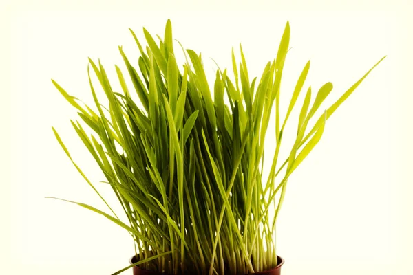 若い緑の麦を芽します。 — ストック写真