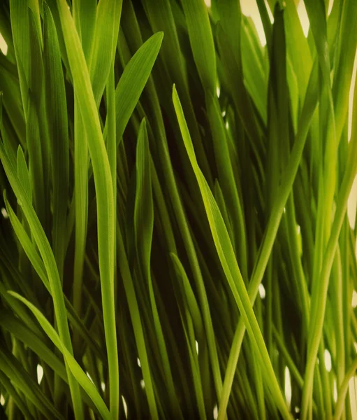 绿色的年轻芽的燕麦 — 图库照片