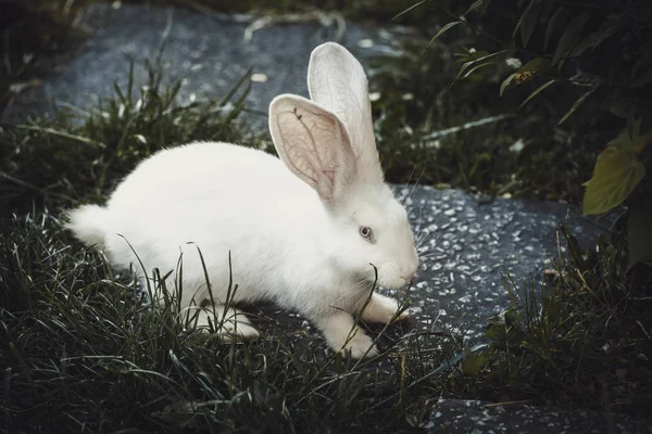 Funny white rabbit in grass. — Stock Photo, Image