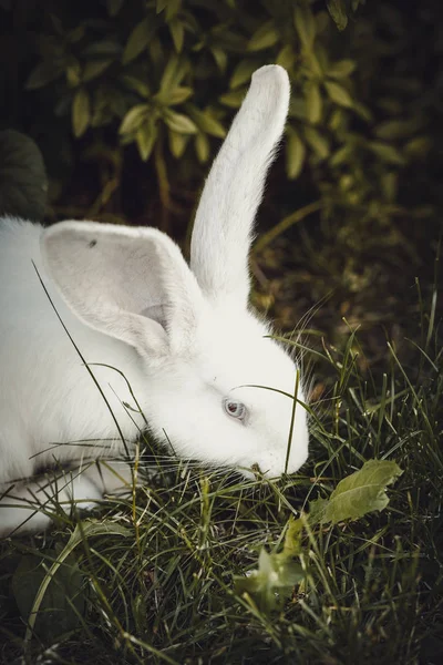 Funny white rabbit in grass. — Stock Photo, Image