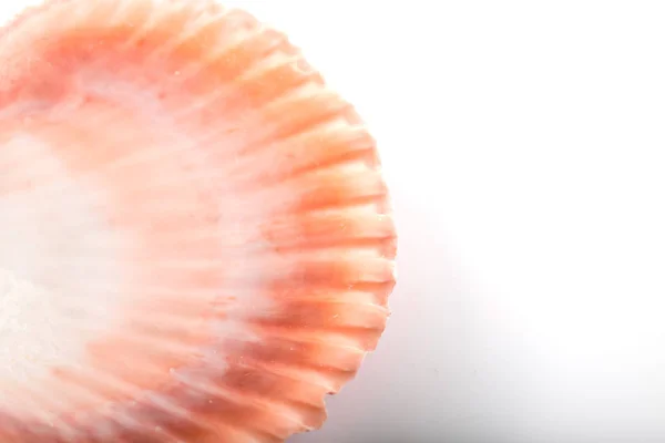 Close up photo of seashell on white background — Stock Photo, Image