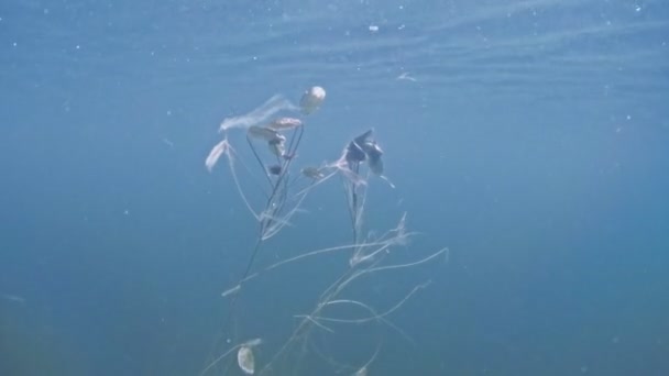 Pianta che cresce sott'acqua — Video Stock