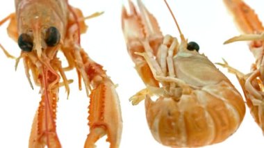 Beyaz üzerine karides grubu