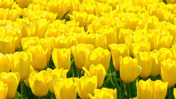 Floral bakgrund med tulpaner — Stockvideo