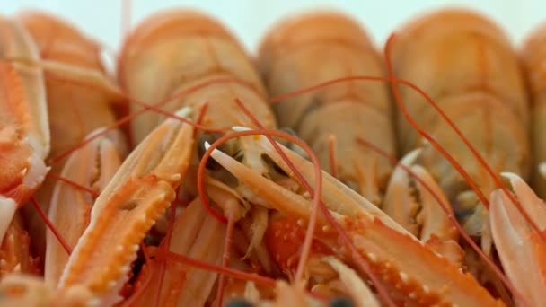 Shrimps - luxurious crustacean — Stock Video