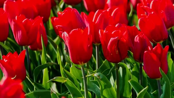 Tulipes rouges vives — Video