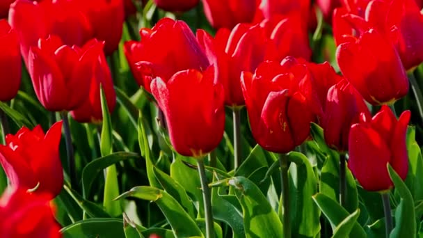 élénk piros tulipán
