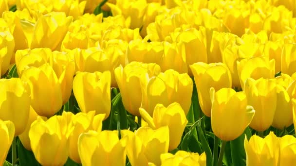 Tulipes jaunes pour backround — Video