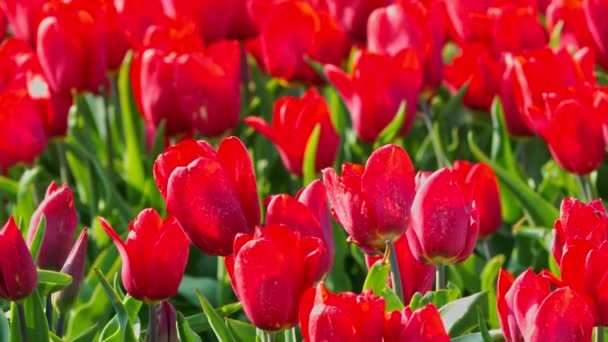 Tulipes rouges pour fond — Video