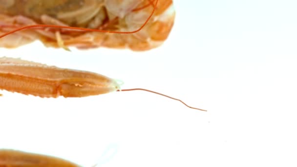 Shrimp, crustaceans to eating — Stok video