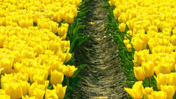 Tulipanes amarillos en el campo — Vídeos de Stock