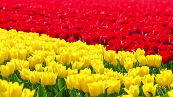 Les tulipes dans le commerce — Video