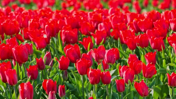 Tulipes rouges sur le terrain — Video