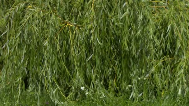 Saule pleureur pour fond 