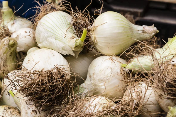 Uien op een markt — Stockfoto