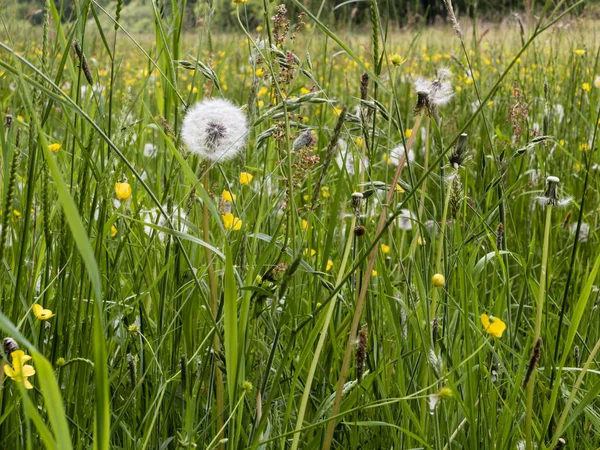 Prato con fiori selvatici — Foto Stock