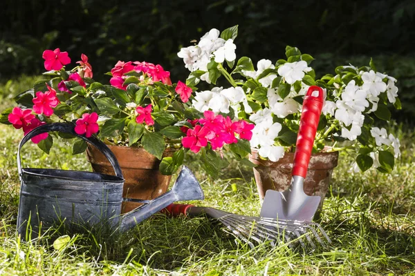 Natura morta in un giardino — Foto Stock