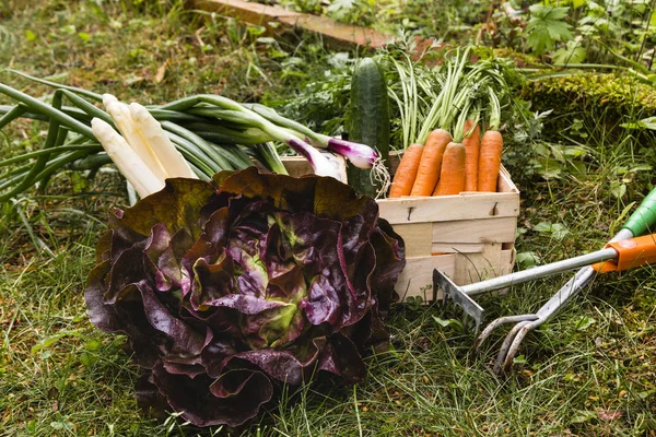 Уборка овощей — стоковое фото