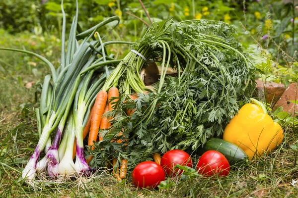 Colheita de verduras em um jardim — Fotografia de Stock