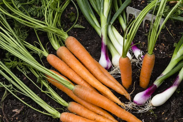 Oogst van groenten in een tuin — Stockfoto