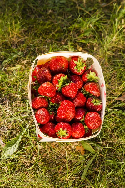 Fraises dans un panier — Photo