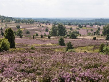 Luneburg heath, Almanya