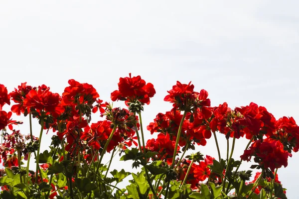 Röd storksbills med blomman — Stockfoto