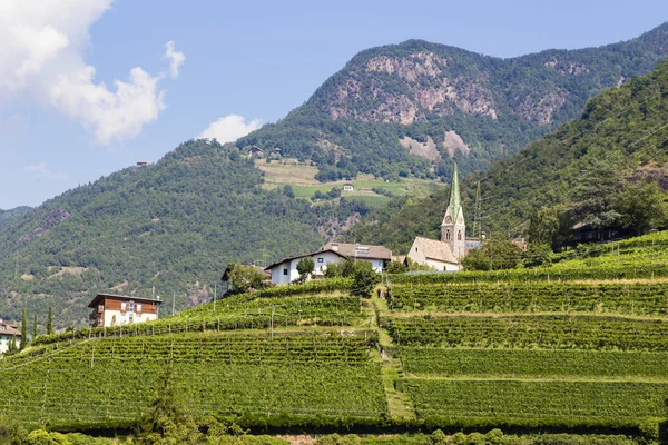 Vignoble à Bolzano, Tyrol du Sud, Italie — Photo