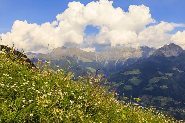 Çiçek çayır south tyrol, İtalya — Stok fotoğraf