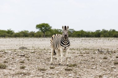 Tay Plains Zebra, etkin Milli Parkı, Namibya