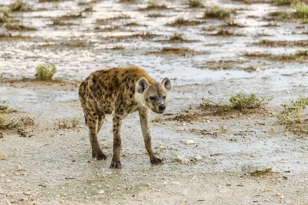 Spottet hiena, Crocuta crocuta —  Fotos de Stock