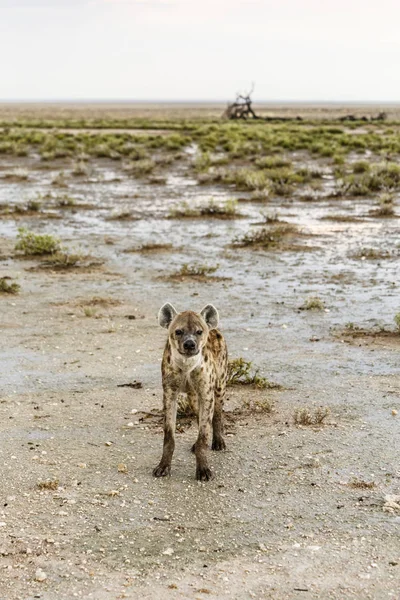 Gefleckte Hyäne, crocuta crocuta — Stockfoto