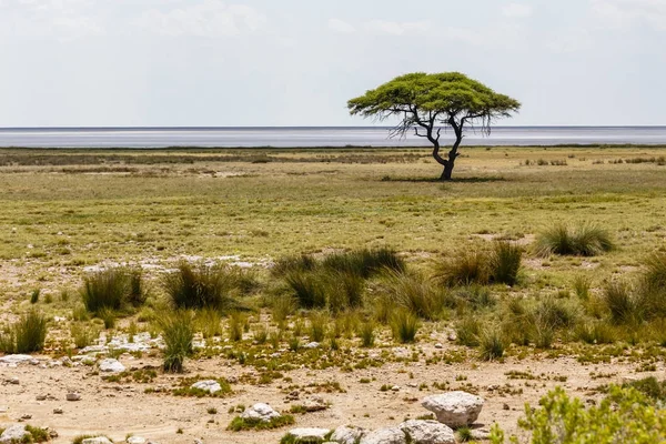 Ethosha Pan with Tree, Namibia — Stock Photo, Image