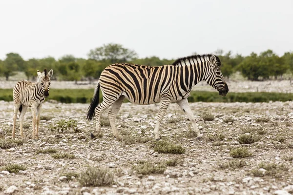 Зебра с жеребцом, национальный парк Этоша — стоковое фото