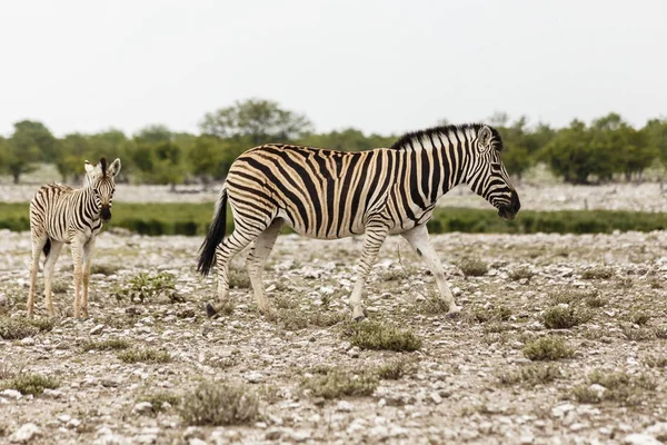 Cebra con potro, Parque Nacional Etosha —  Fotos de Stock