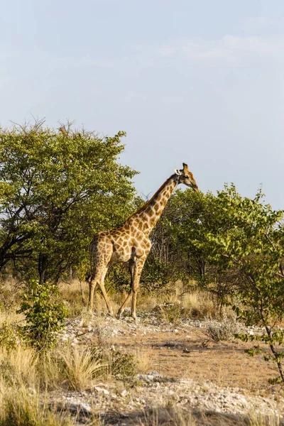 Zürafa, etkin Milli Parkı, Namibya — Stok fotoğraf