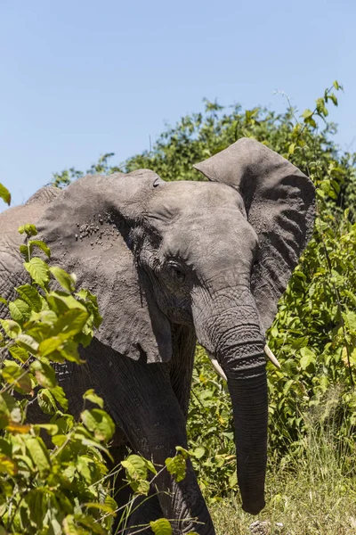 Elefante de Bush africano Imagem De Stock