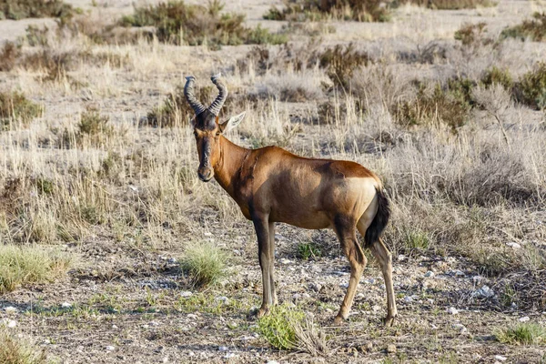 Red hartebeest, Parque Nacional Etosha, Namibia —  Fotos de Stock