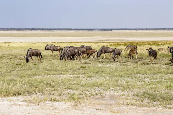 Blue Wildebeest, Etosha pan, Namíbia — Fotografia de Stock