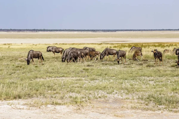 Wildebeest azul, sartén de Etosha, Namibia —  Fotos de Stock