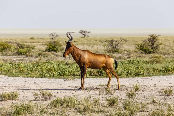 Red hartebeest, Национальный парк Этоша, Намибия — стоковое фото