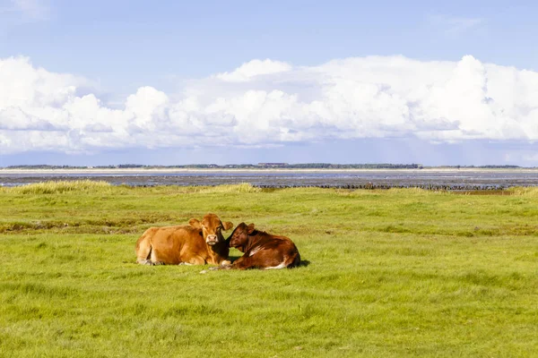 Koeien op de Waddenzee op Amrum, Duitsland — Stockfoto
