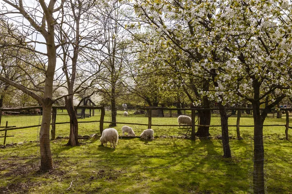 Får med lamm på våren — Stockfoto