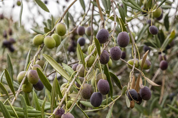 Azeitona em uma oliveira Imagem De Stock