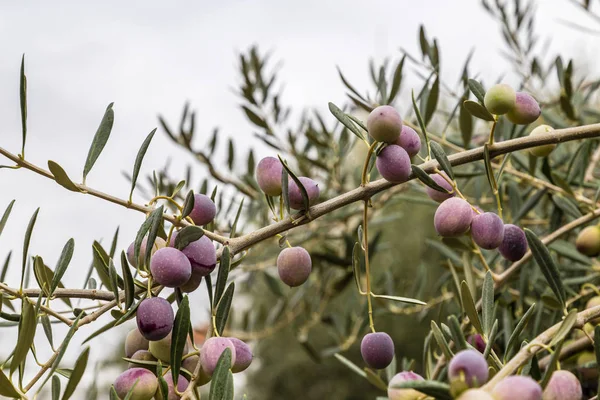 Zeytin ağacında zeytin Telifsiz Stok Imajlar