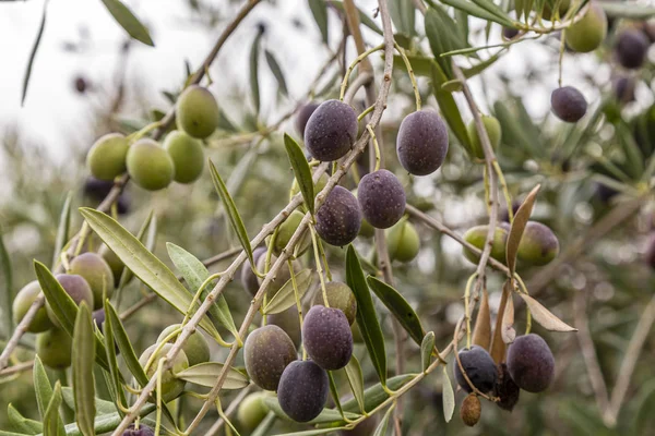 Zeytin ağacında zeytin Telifsiz Stok Imajlar