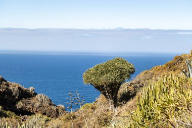 La Palma 'da drago ağacı olan Garafa manzarası, kanarya adaları, İspanya