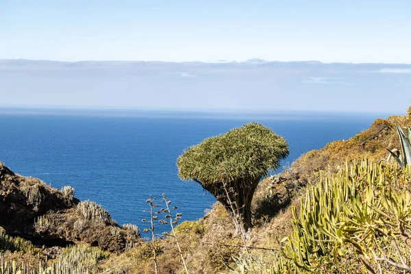 Palma Drago Ağacı Olan Garafa Manzarası Kanarya Adaları Spanya — Stok fotoğraf